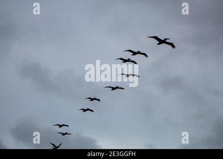 Birds in flight overhead Stock Photo