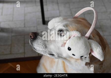 Lovely happy Easter dog. Puppy with rabbit ears/ Labrador retriever Dog wearing Easter bunny ears Stock Photo