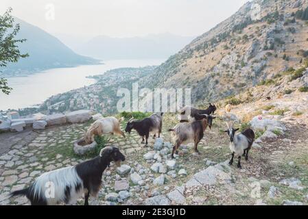 Spectacular mountainside view of beautiful Kotor Bay as goats roam the hillside on the narrow winding pathway towards the summit. Stock Photo