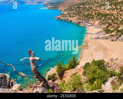 Dead tree at sheer cliff above the sea. Deserted sand beach. View from above Stock Photo