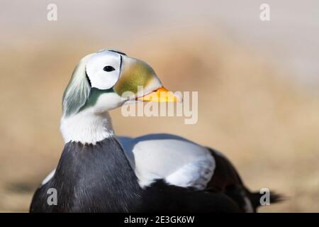 Spectacled Eider male in Alaska Stock Photo