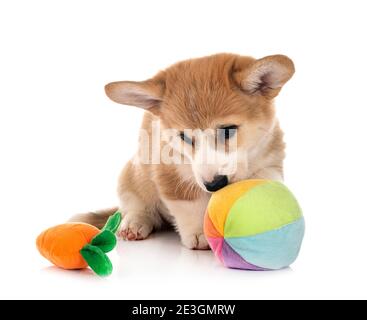 young Pembroke Welsh Corgi in front of white background Stock Photo