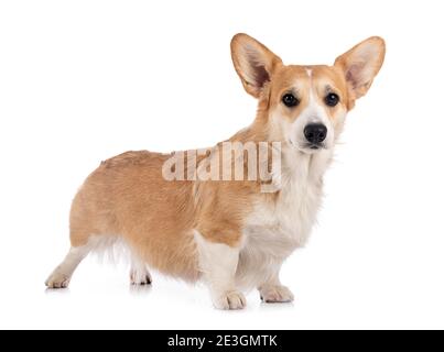 young Pembroke Welsh Corgi in front of white background Stock Photo