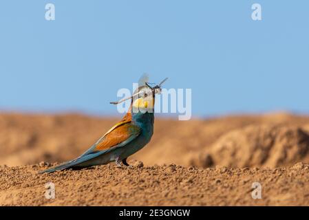 Golden bee-eater with prey. Hunt for dragonfly and other insects. Bright multi-colored bird on a ground. Merops apiaster. Stock Photo