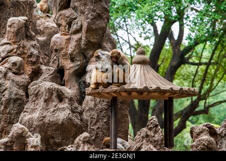 A group of monkeys scratching in groups on Monkey Mountain Stock Photo