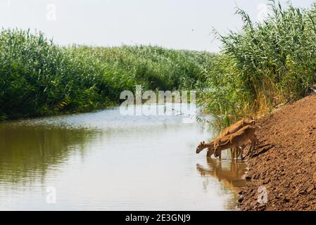 Saigas at a watering place drink water and bathe during strong heat and drought. Saiga tatarica is listed in the Red Book, Chyornye Zemli or Black Lan Stock Photo