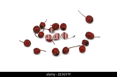 Fruit of Crataegus commonly called hawthorn, thornapple, May-tree, whitethorn, or hawberry. Cure for the heart. Dried medicinal herbs isolated on whit Stock Photo