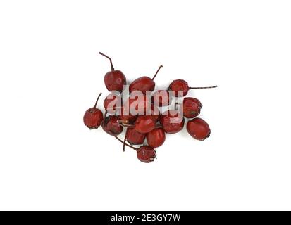 Fruit of Crataegus commonly called hawthorn, thornapple, May-tree, whitethorn, or hawberry. Cure for the heart. Dried medicinal herbs isolated on whit Stock Photo