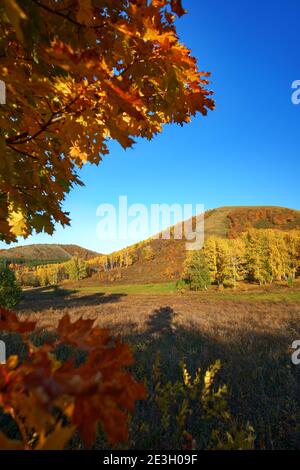 Autumn in the mountains. Multi-colored trees. In the foreground, maple leaves are blurred. Stock Photo