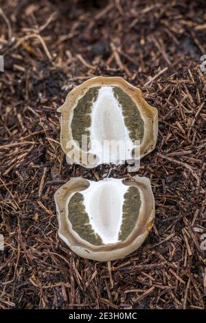 Common Stinkhorn Egg Dissection; Phallus impudicus; UK Stock Photo