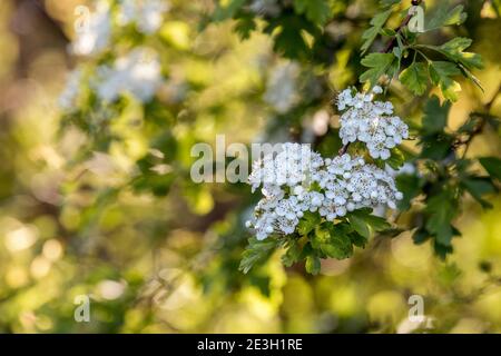 Hawthorn; Crataegus monogyna; Blossom; UK Stock Photo