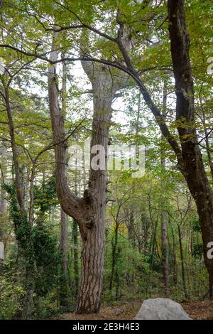 Spring beech forest with thick trees in the foreground and mist in the distance. Stock Photo