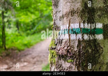Marking the tourist route painted on the tree. Detail of touristic marking on green hiking trails. Forest navigating map.