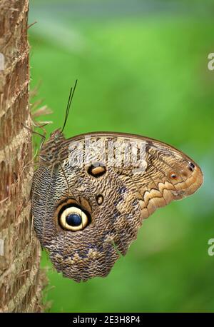 Owl butterfly standing on the tree. Stock Photo