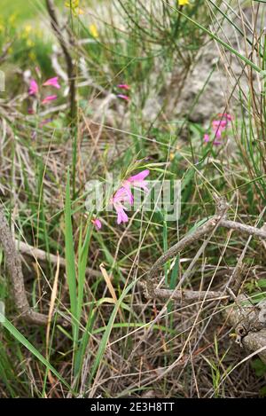 Gladiolus italicus purple inflorescence Stock Photo