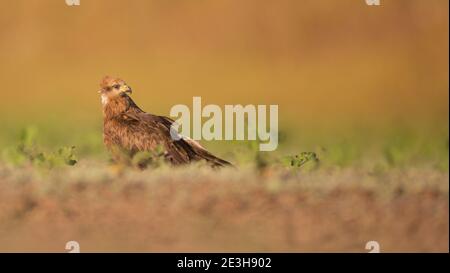 Black Kite (Milvus migrans) near water Photographed at the Ein Afek nature reserve, Israel in October Stock Photo