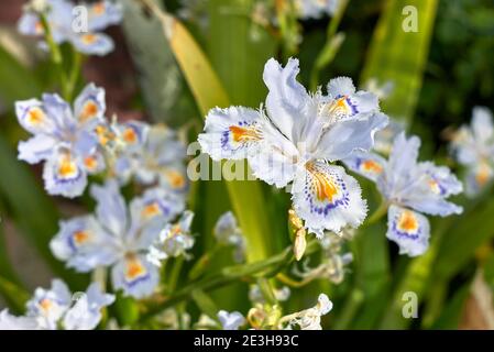 Iris japonica colorful flowers close up Stock Photo