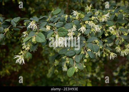 Loropetalum chinense pale yellow inflorescence Stock Photo