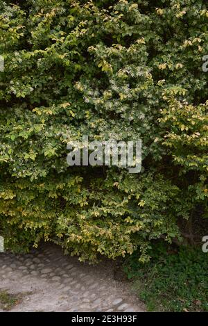 Loropetalum chinense pale yellow inflorescence Stock Photo