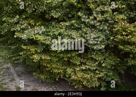 Loropetalum chinense pale yellow inflorescence Stock Photo