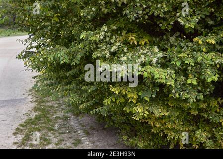 Loropetalum chinense pale yellow inflorescence Stock Photo