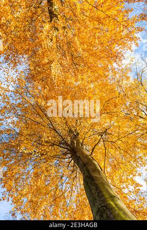Two tall beech trees in bright orange autumn colours shot from underneath Stock Photo