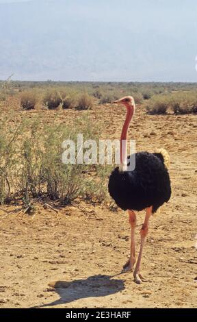 Ostrich in the wild. Photographed at the Yotveta Hai-Bar wildlife acclamation centre Stock Photo