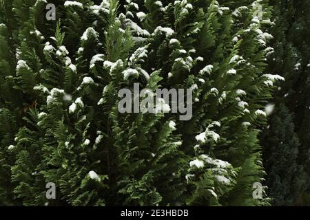 Green thuja tree dusted with fresh snow, a bright green thuja tree in winter with snow on its evergreen branches Stock Photo