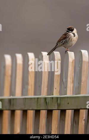 Common reed bunting (Emberiza schoeniclus), Cumbria, UK Stock Photo