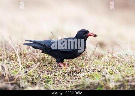 Red-billed chough (Pyrrhocorax pyrrhocorax), Loch Gruinart, Islay, Scotland Stock Photo