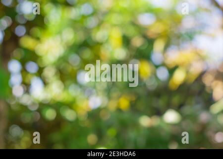 Green nature bokeh background, Defocused abstract background Stock Photo