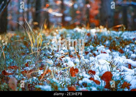 A small tree stands covered with snow among large trees in a clearing in the middle of a large dense forest in the Carpathian mountains. UHD 4K realti Stock Photo