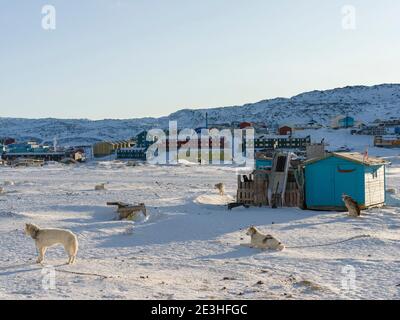 Sled dogs in confined dog area. Winter in Ilulissat on the shore of Disko Bay. America, North America, Greenland, Denmark Stock Photo