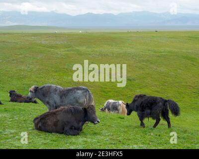 Domestic Yak ( Jak, Bos mutus )  on their summer pasture. Alaj Valley  in the Pamir mountains. Asia, central Asia, Kyrgyzstan Stock Photo