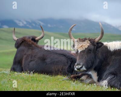 Domestic Yak ( Jak, Bos mutus )  on their summer pasture. Alaj Valley in the Pamir mountains. Asia, central Asia, Kyrgyzstan Stock Photo