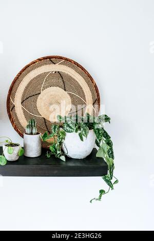 Black shelf with a pilea plant, a cactus and a group of other various house plants a woven rattan wall basket Stock Photo