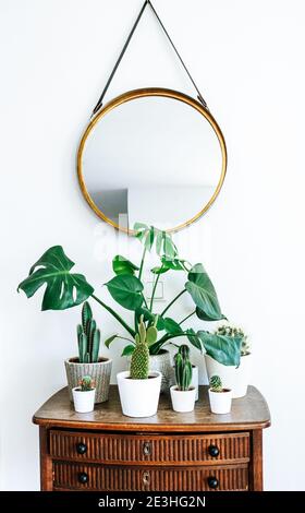 Group of various Monstera and cactus plants on a wooden table with a round mirror hanging on a leather strap in front of a white wall Stock Photo
