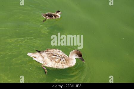 Mother and baby duck swimming togheter in a pond Stock Photo