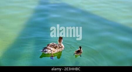 Mother and baby duck swimming togheter in a pond Stock Photo