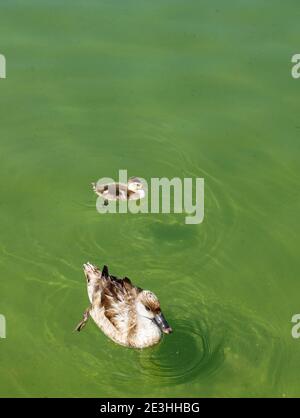 Mother and baby duck swimming togheter in a pond Stock Photo