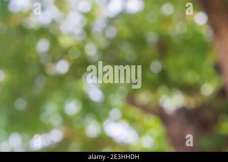 Abstract green nature bokeh background. Stock Photo