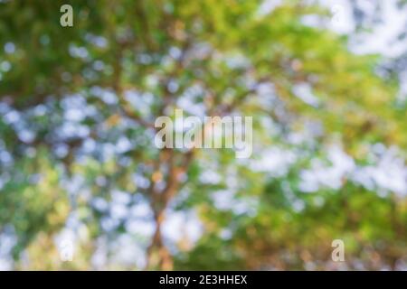 Abstract green nature bokeh background. Defocused leaves bokeh from a tree. Stock Photo