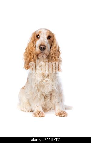 orange roan english cocker spaniel in front of a white background Stock Photo