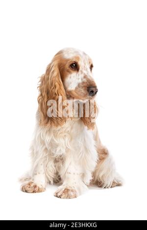 orange roan english cocker spaniel in front of a white background Stock Photo