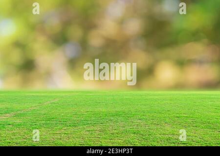 Green grass field and blurred bokeh nature background. Stock Photo