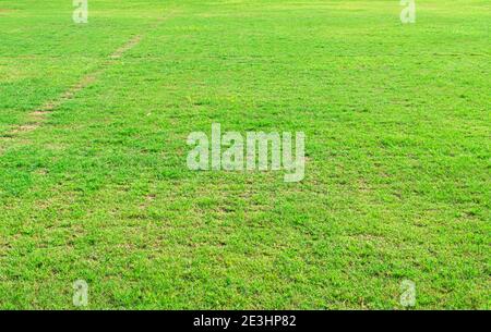 Green grass texture background. Element of design green lawn for golf or football field backgrounds. Stock Photo