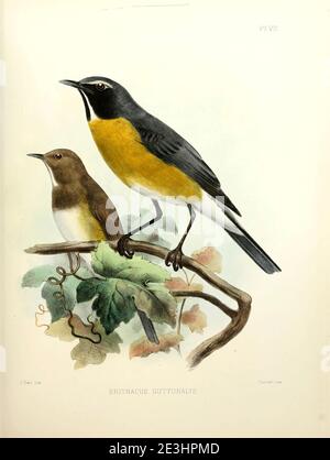 Male and female white-throated robin (Irania gutturalis [Here as Erithacus gutturalis]), or irania, is a small, sexually dimorphic, migratory passerine bird From the survey of western Palestine. The fauna and flora of Palestine by Tristram, H. B. (Henry Baker), 1822-1906 Published by The Committee of the Palestine Exploration Fund, London, 1884 Stock Photo