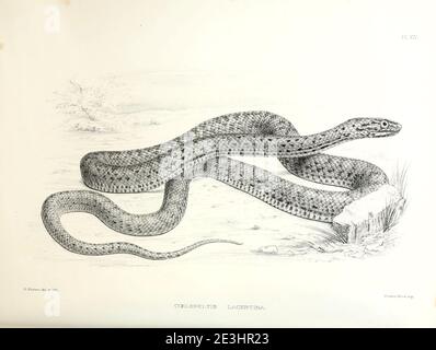 Malpolon monspessulanus [Here as Coelopeltis lacertina], commonly known as the Montpellier snake, is a species of mildly venomous rear-fanged colubrids. From the survey of western Palestine. The fauna and flora of Palestine by Tristram, H. B. (Henry Baker), 1822-1906 Published by The Committee of the Palestine Exploration Fund, London, 1884 Stock Photo