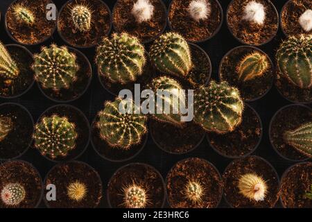 Cactus in pots, top view. Group of different cactus on black background. Stock Photo
