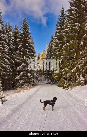 snow covered forest path in winter forest with black dog Stock Photo